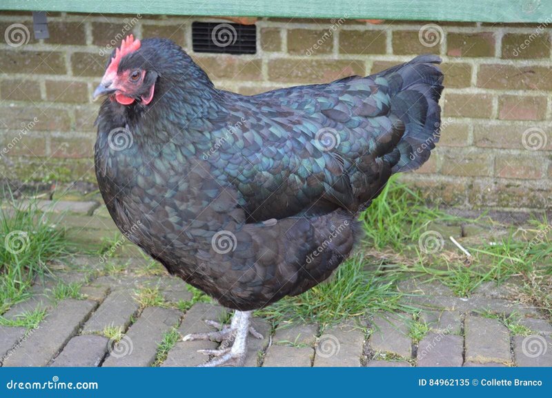 Speel de Gokkast Chicken Road Online in Nederland nu voor Geld en Plezier in Netherlands